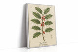 The Holly Botanical Art Print