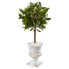 2.5’ Sweet Bay Mini Topiary Tree in White Urn - Ornate Home