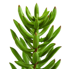 20” Succulent Spray Artificial Plant (Set of 6) - Ornate Home
