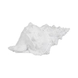 San Anselmo White Conch Shell