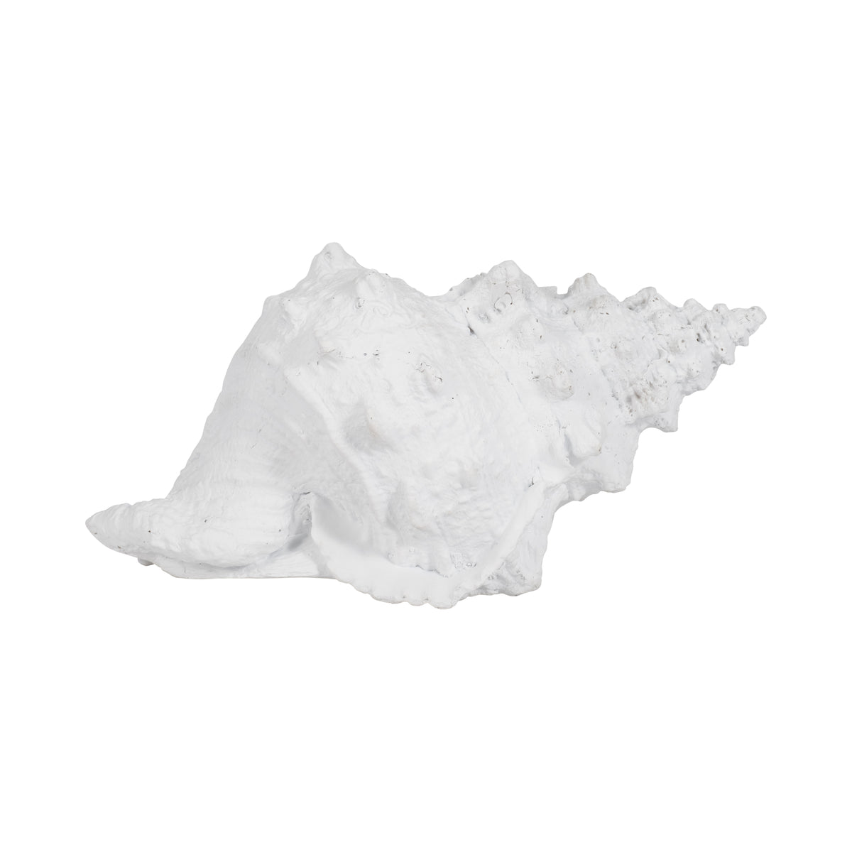 San Anselmo White Conch Shell