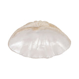 Pennshaw Ivory Pearlized Shell Bowl