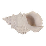 Grantville Tan Resin Sand Cong Shell