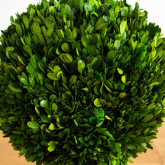 4’ Preserved Boxwood Double Ball Topiary Tree in Planter - Ornate Home