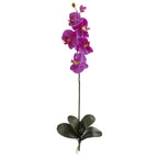 Orchid