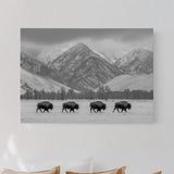 Where the Buffalo Roam