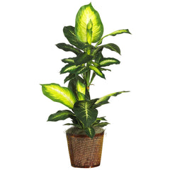 42" Golden Dieffenbachia  w/Basket Silk Plant" - Ornate Home