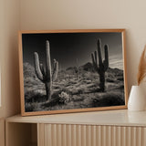 Sentinels of the Sonoran