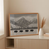Where the Buffalo Roam