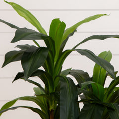 48" Dracaena Silk Plant (Real Touch) - Ornate Home