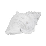 San Anselmo White Conch Shell