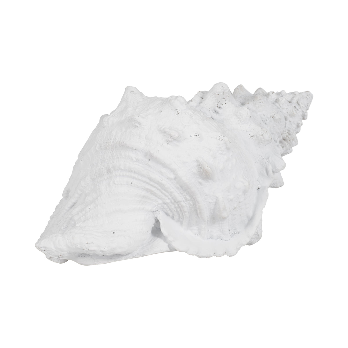 San Anselmo White Conch Shell