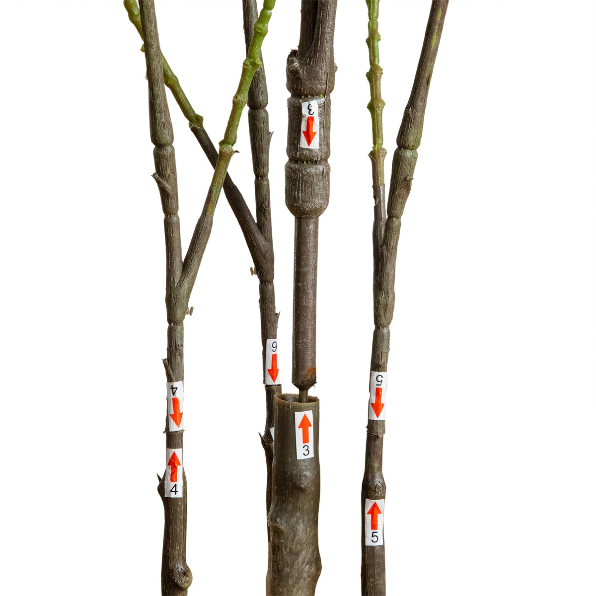 5' Artificial Heart Shaped Ficus Leaf Tree