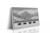 Where the Buffalo Roam