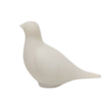 Ivory White Pigeon