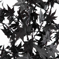 6' Pre-Lit Artificial Halloween Black Maple Tree with 300 Orange & Purple LED Lights - Ornate Home