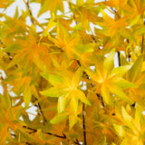 6' Pre-Lit Yellow Autumn Maple Artifical Fall Tree with 350 Warm White LED Lights