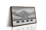 Where the Buffalo Roam