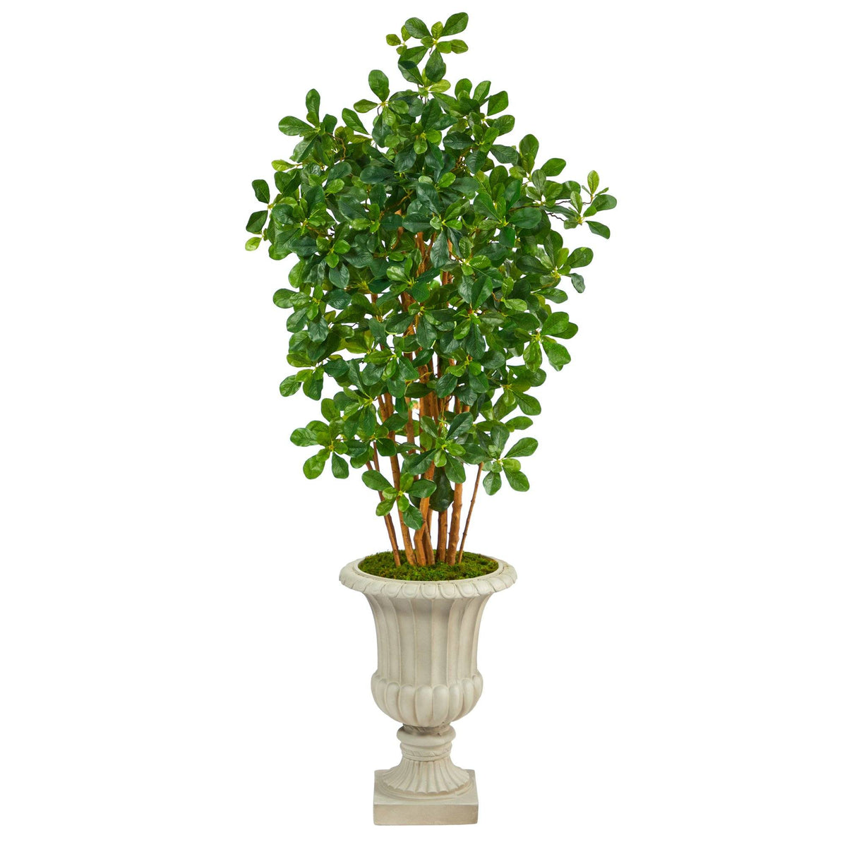 63” Black Olive Artificial Tree in Sand Finished Urn