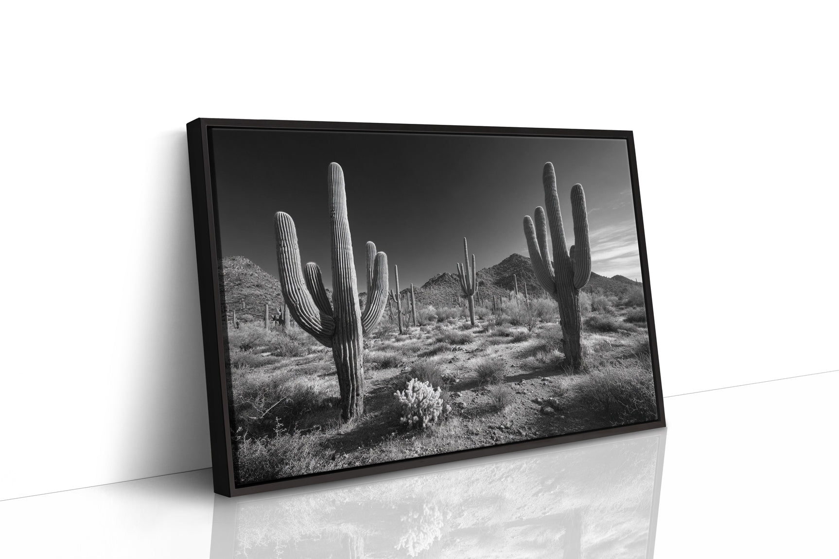 Sentinels of the Sonoran