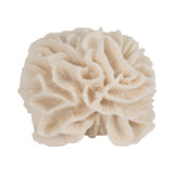 Brainard Ivory Petal Coral