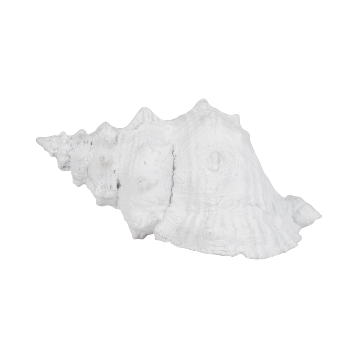 San Anselmo White Conch Shell