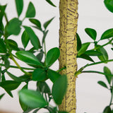 7' Artificial Shady Lady Black Olive Tree