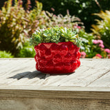Calwind Red Small Strawberries Flower Pot