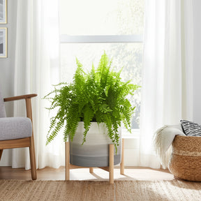 Rose Park Beige Mix Ceramic Planter with Wood Stand