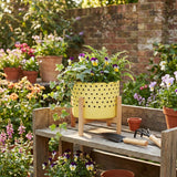 Newcastle Yellow Medium Dotted Planter with Wood Stand