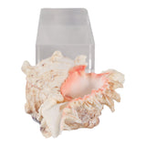 Ramonacrest Clear/White/Ivory Large Decor