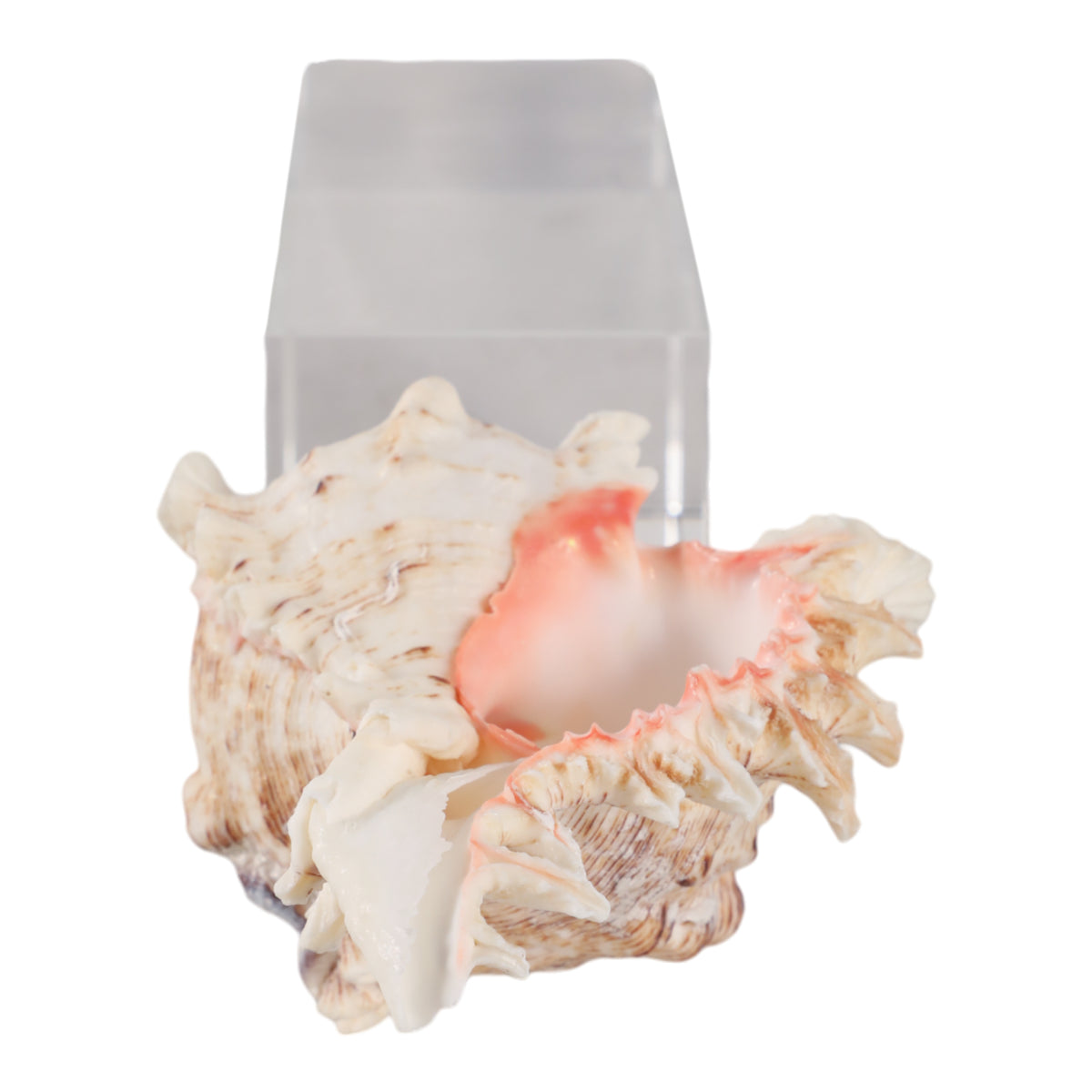 Ramonacrest Clear/White/Ivory Large Decor