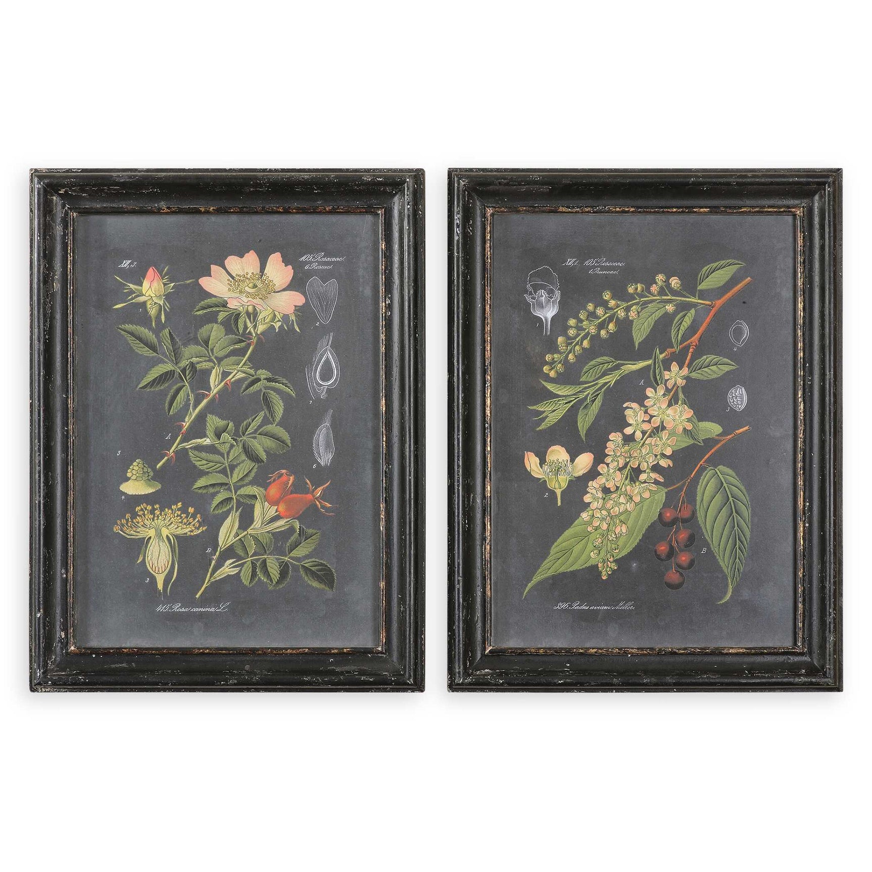Midnight Botanicals Multicolor Wall Art (Set of 2)