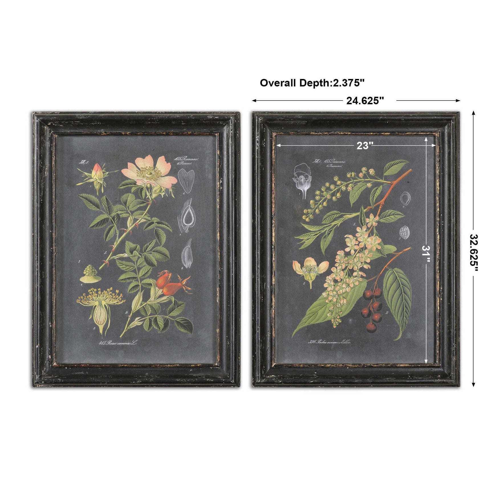 Midnight Botanicals Multicolor Wall Art (Set of 2)