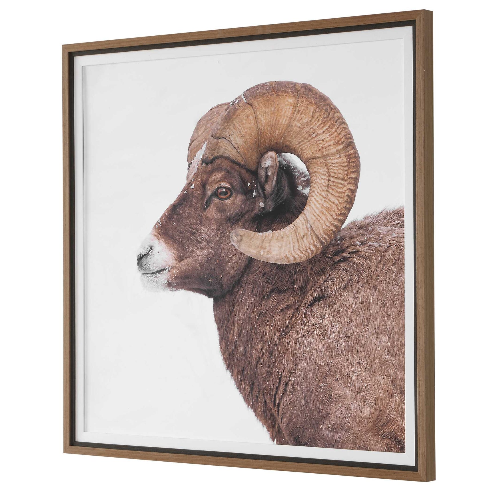 Big Horn Sheep Black/Brown/White Framed Print