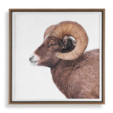 Big Horn Sheep Black/Brown/White Framed Print