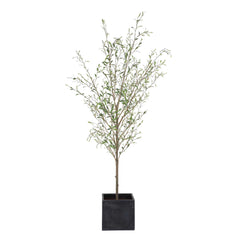 Abundance Olive Potted Tree - Ornate Home