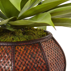 Agave Succulent in Weave Planter - Ornate Home