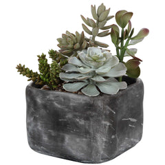 Alverio Black/Green Desert Garden Succulents - Ornate Home