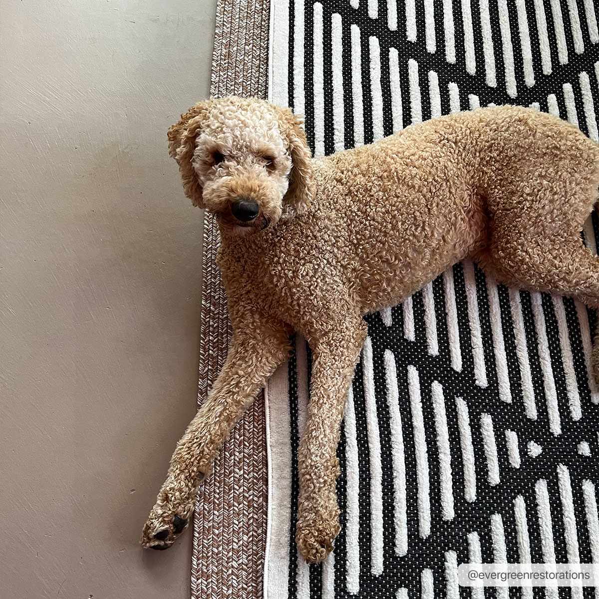 Anah Black Durable Rug - Ornate Home