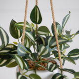 Artificial Wandering Jew & String of Hearts Hanging Plant - Set of 2 - Ornate Home