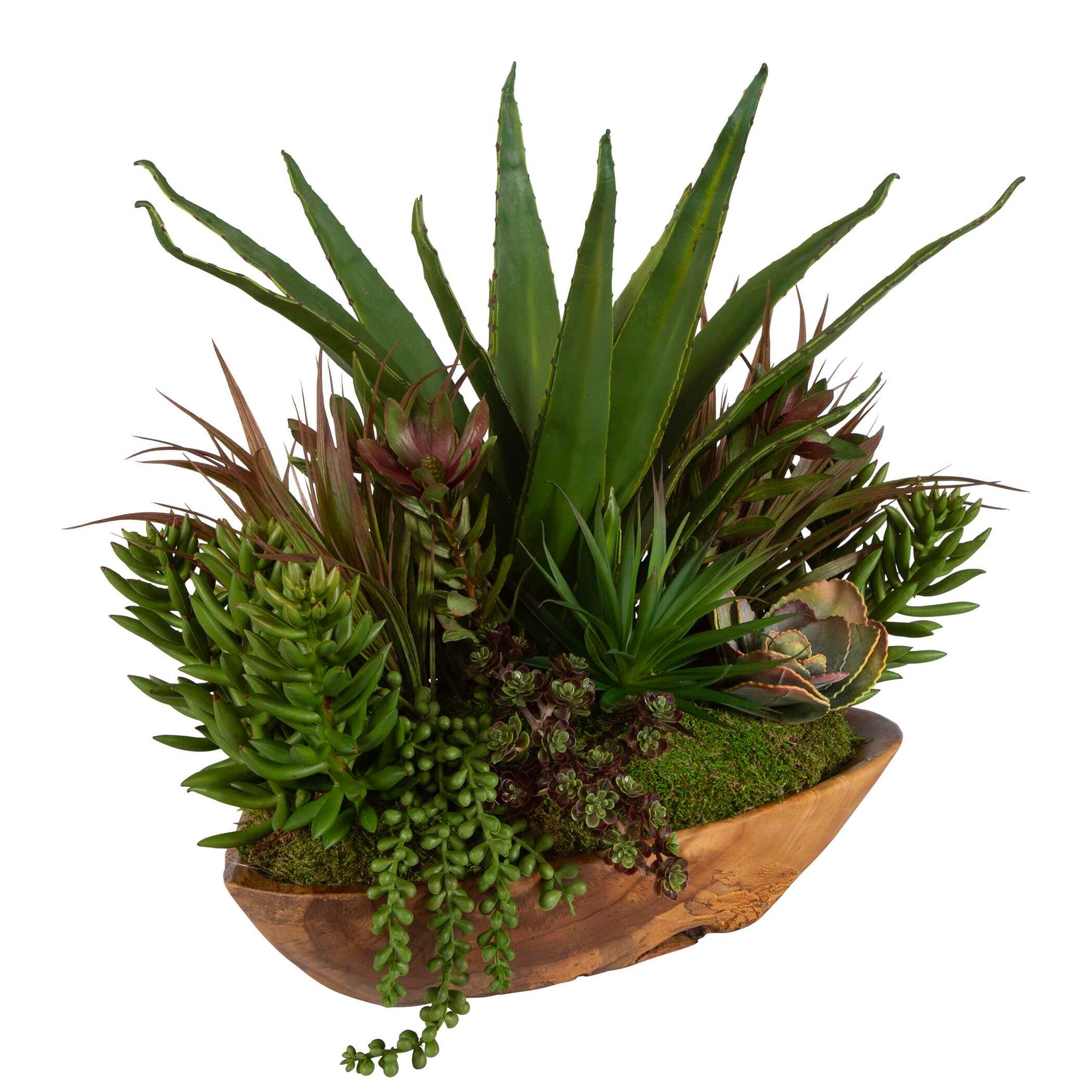 Salar Teak Succulents In Bowl