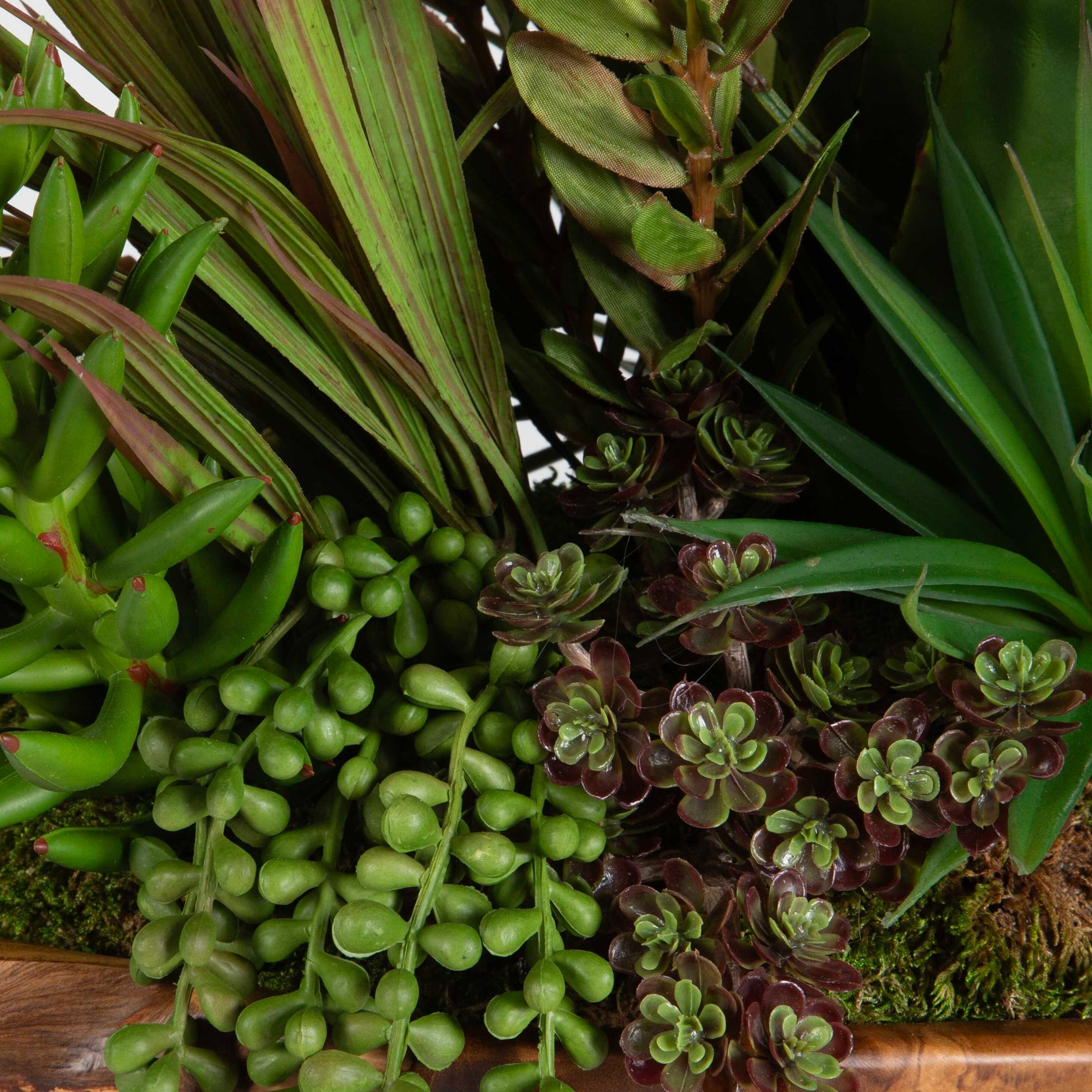 Salar Teak Succulents In Bowl