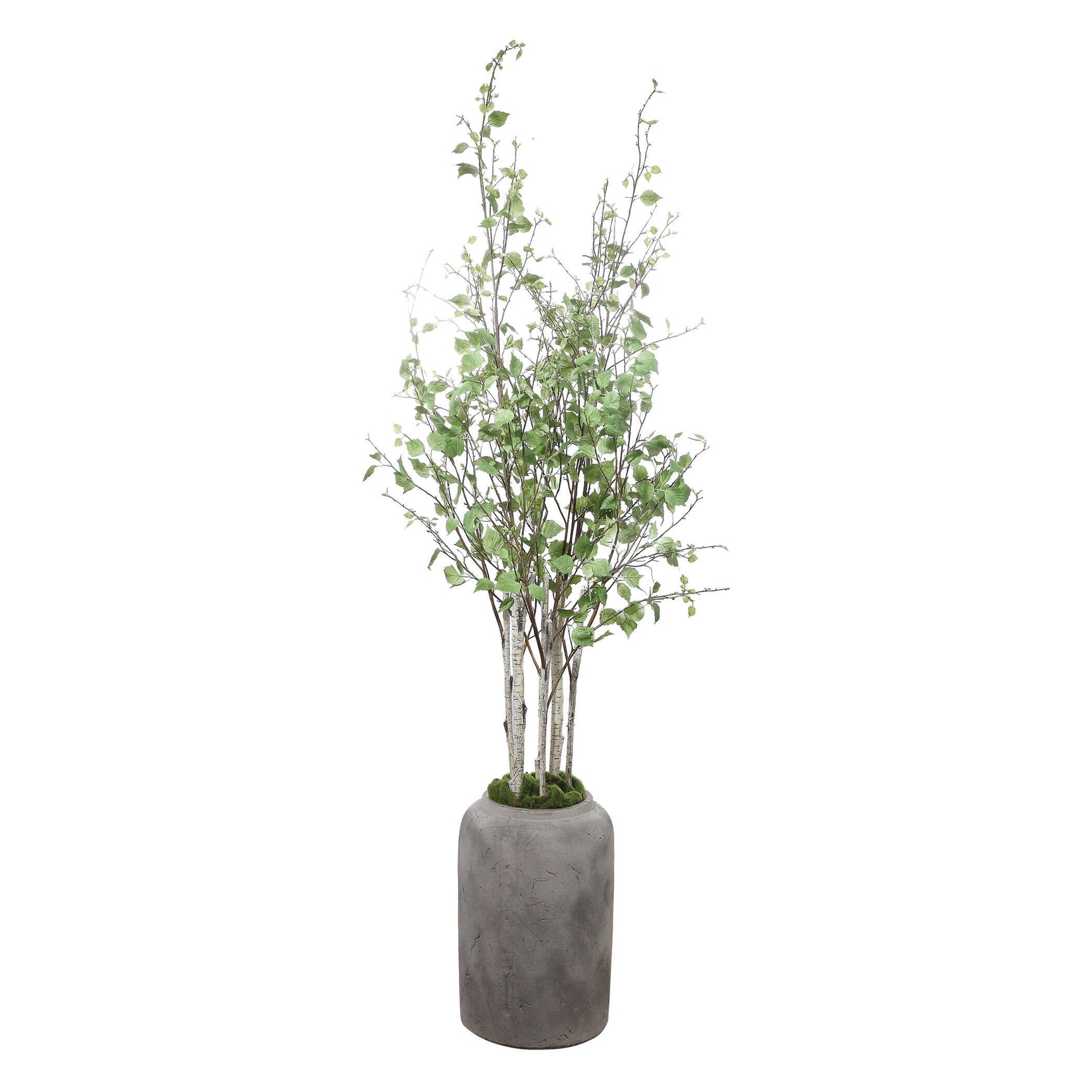 Aldis Birch Potted River