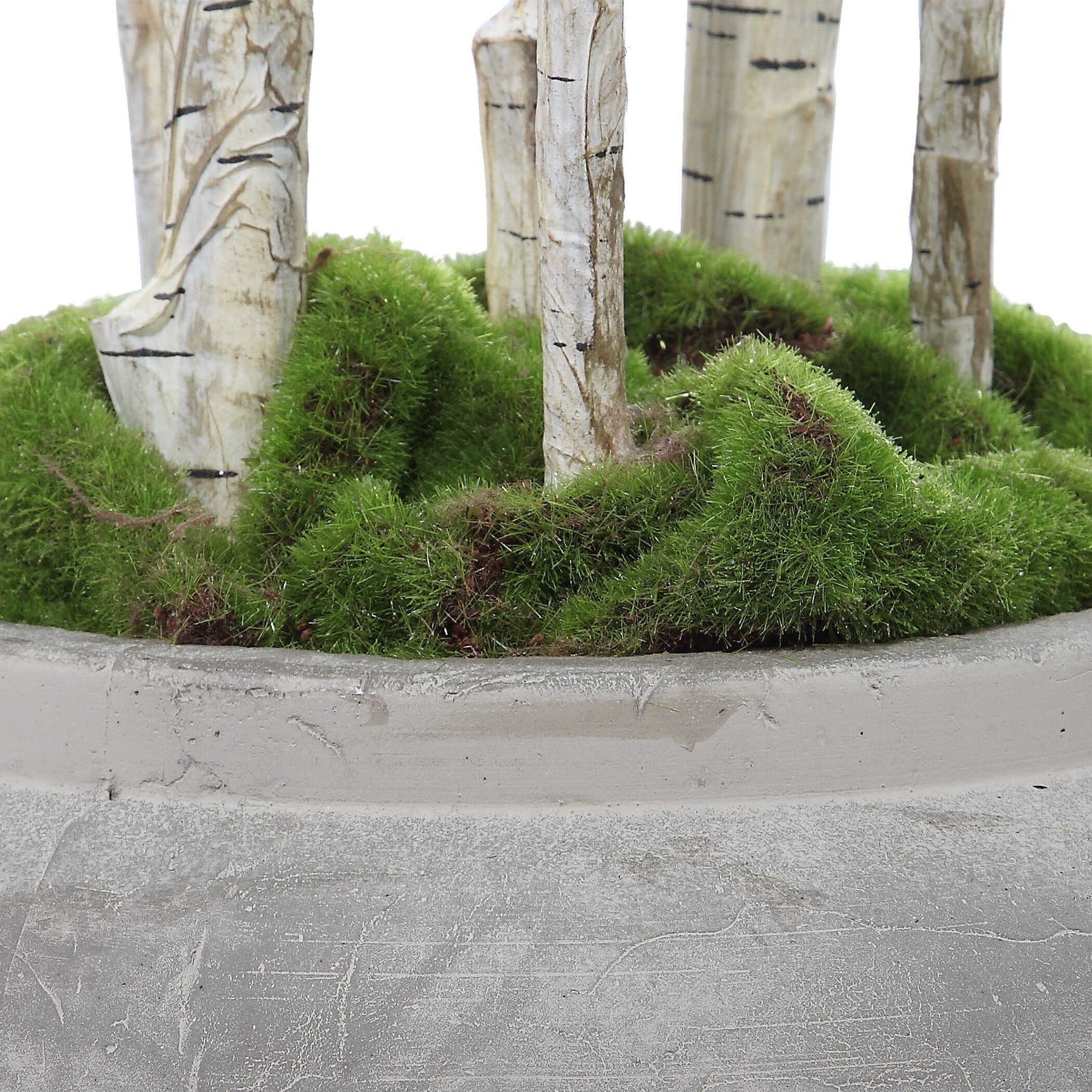 Aldis Birch Potted River
