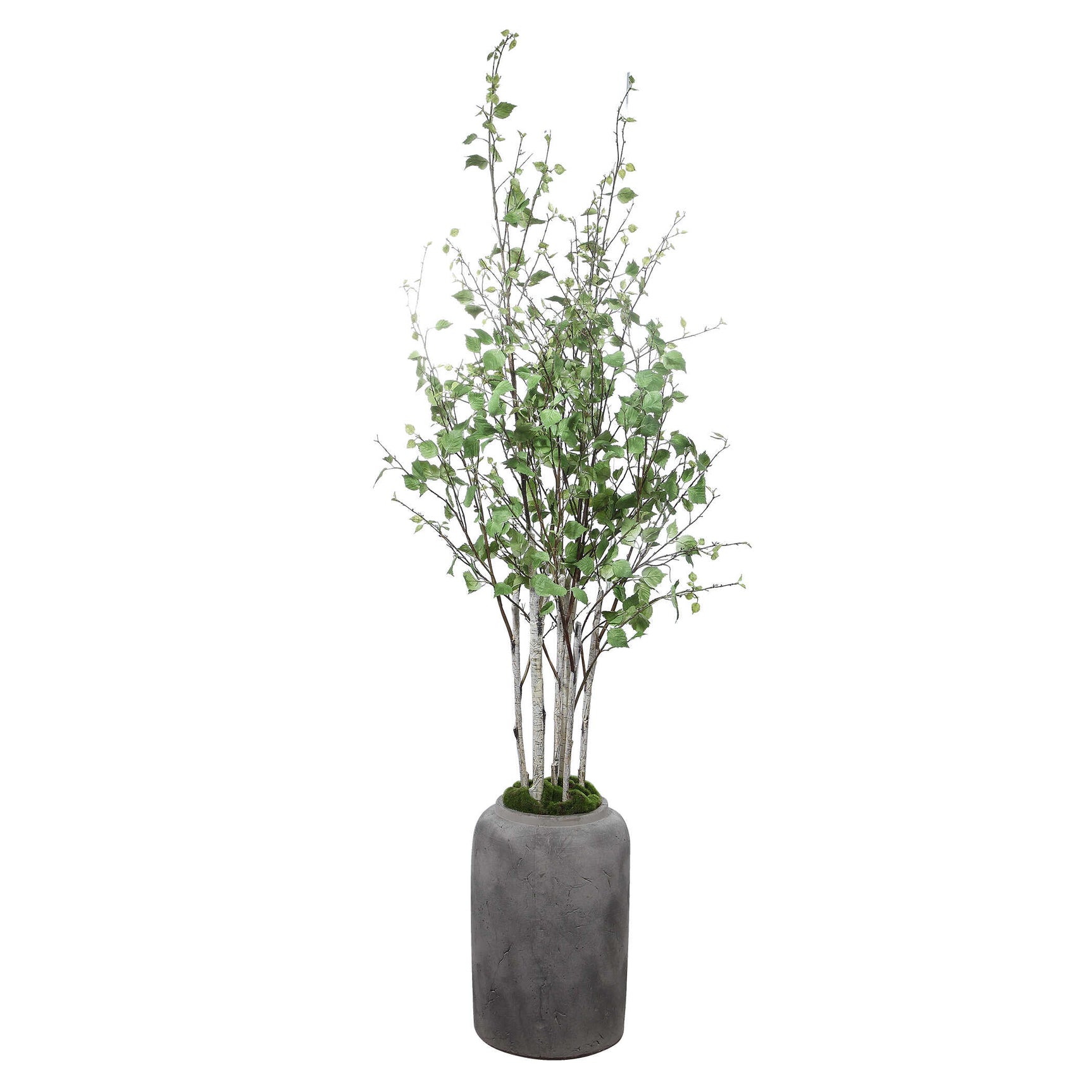 Aldis Birch Potted River