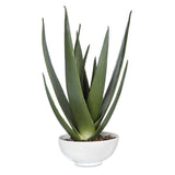 Evarado Green Aloe Planter
