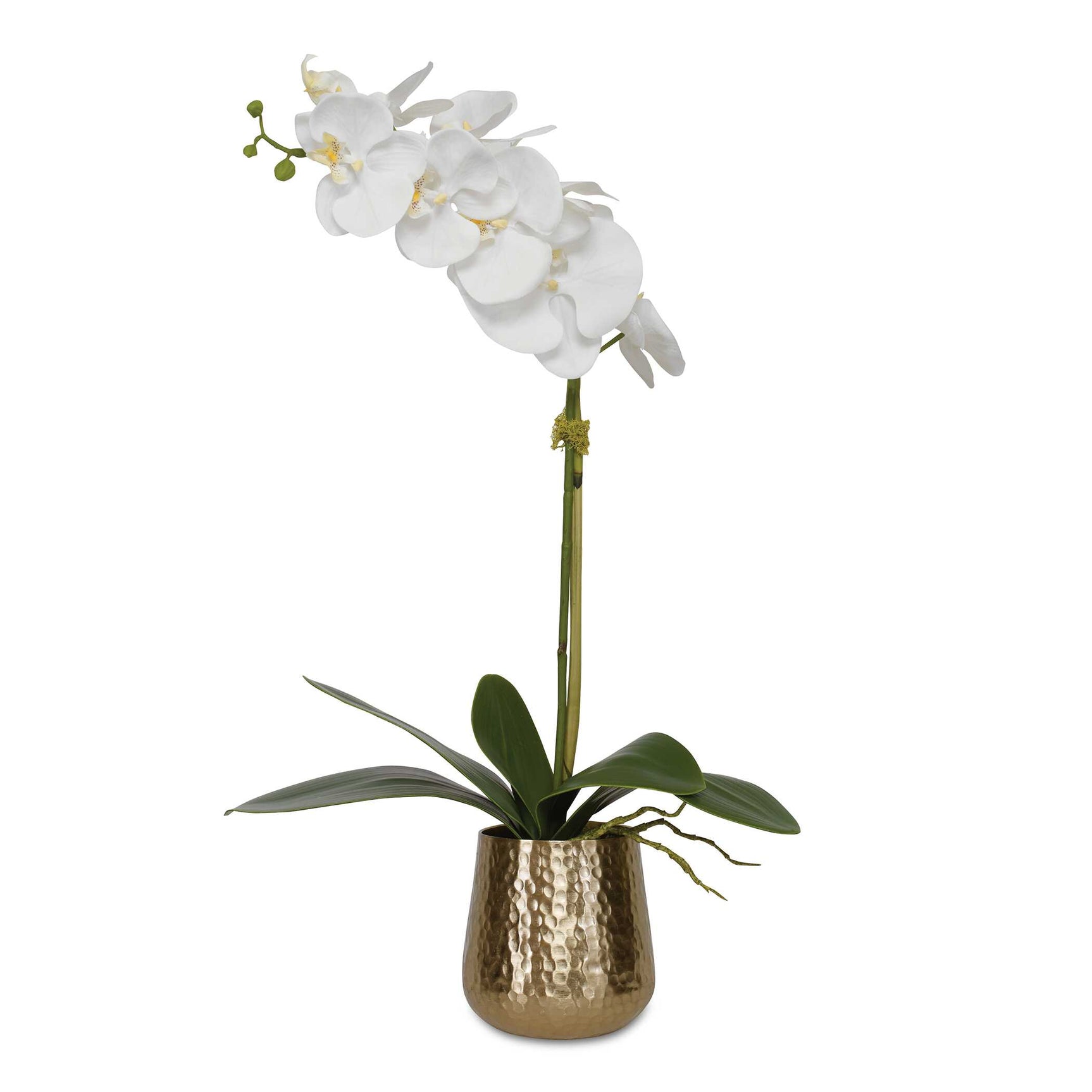 Cami Orchid Brass Pot