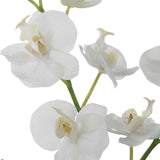 Glory White Orchid