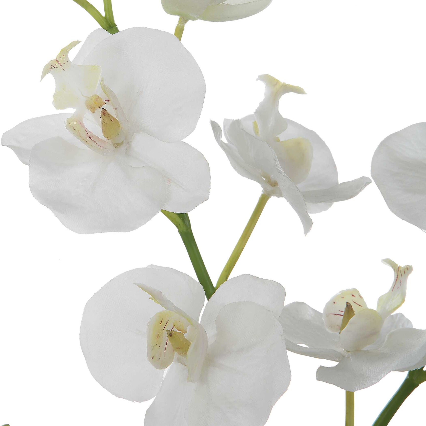 Glory White Orchid